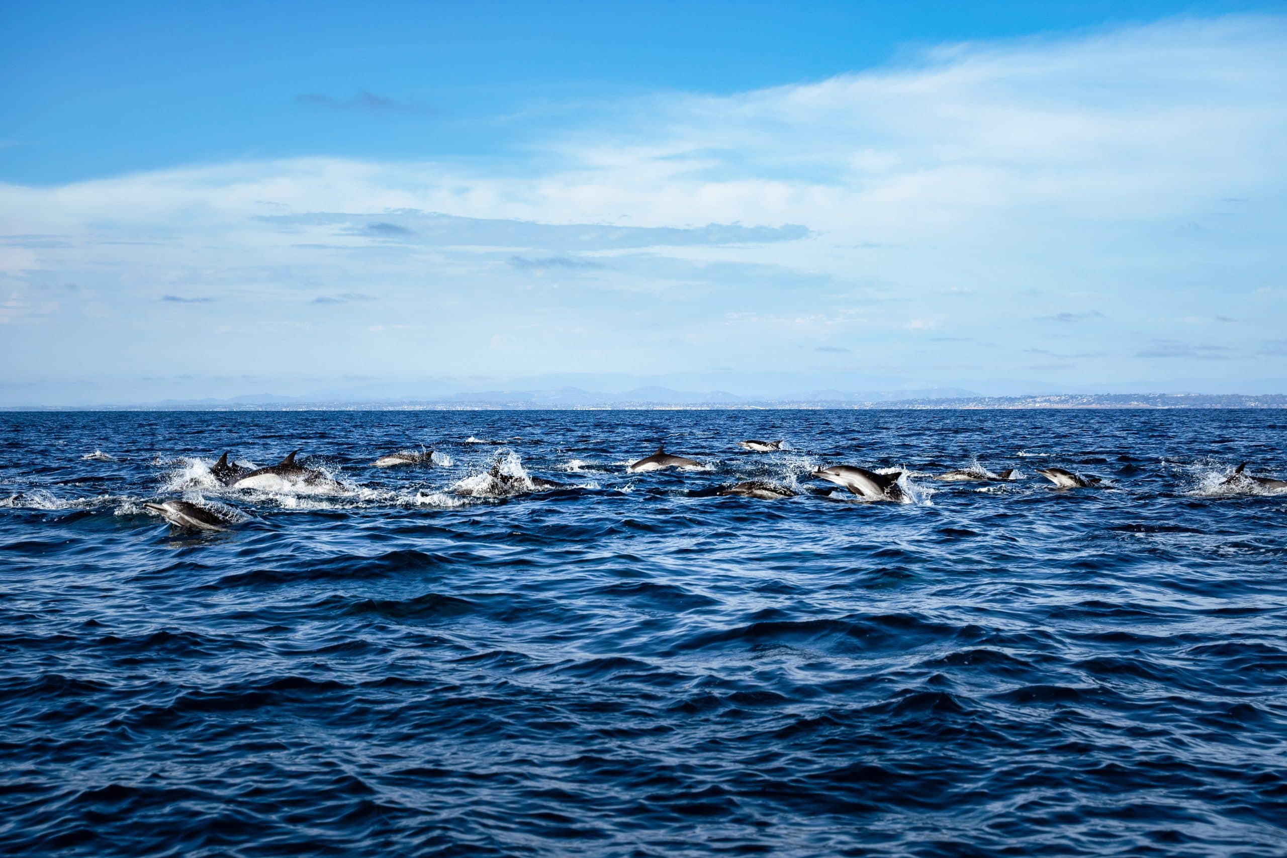 Wild Pacific Whale Watch Tour