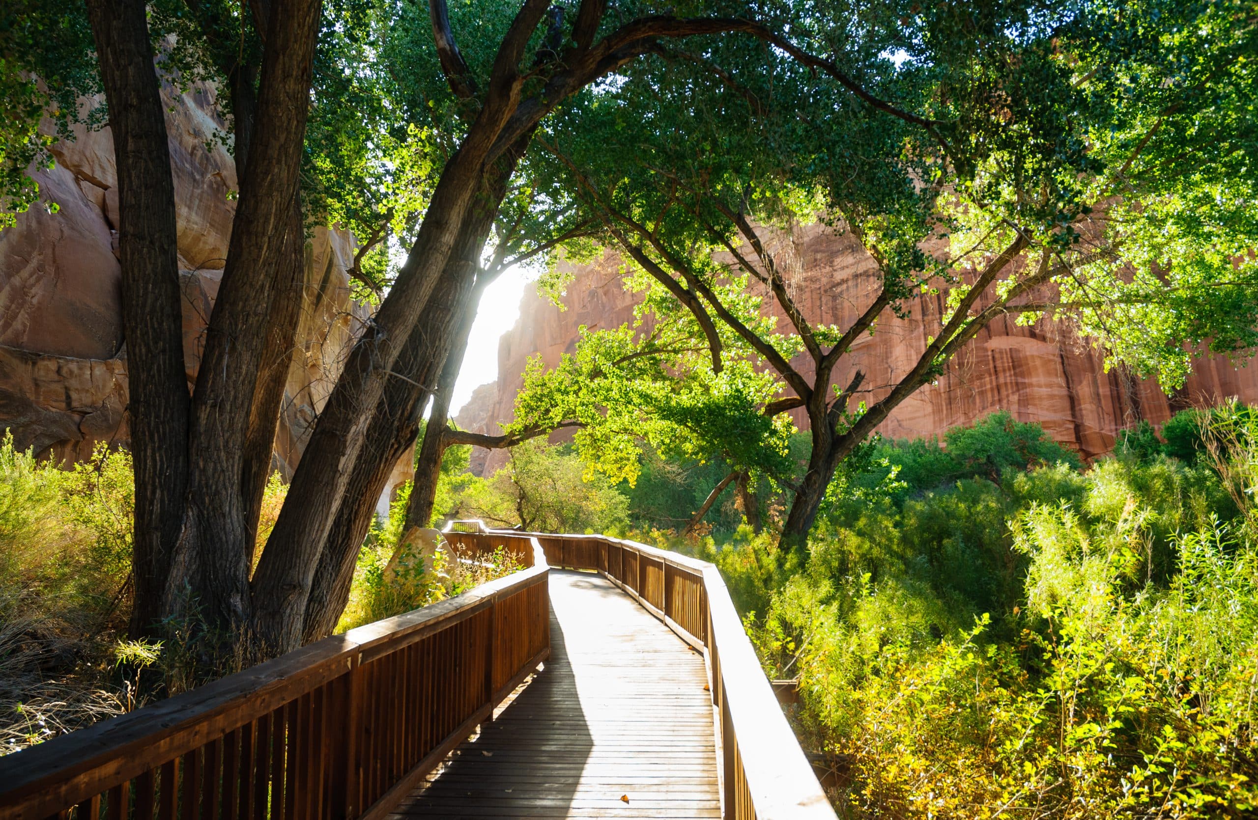 Houten wandelpad tussen bomen in Capitol Reef National Park