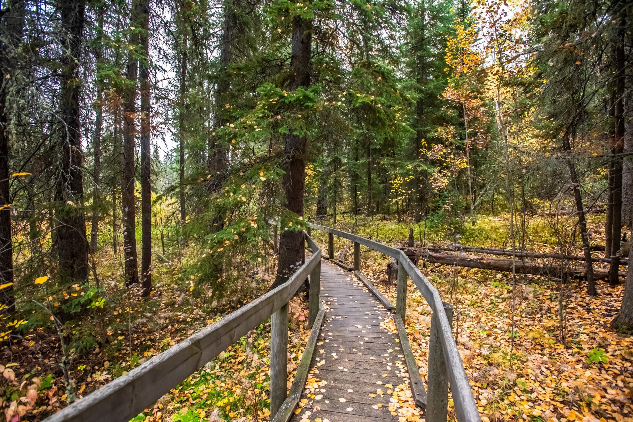 Centraal Canada SK Prince Albert National Park houten wandelpad in het bos