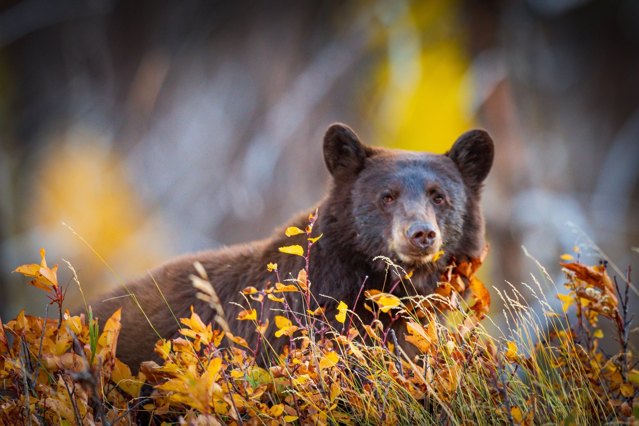 Alaska AK Denali National Park zwarte beer tussen herfstvegetatie