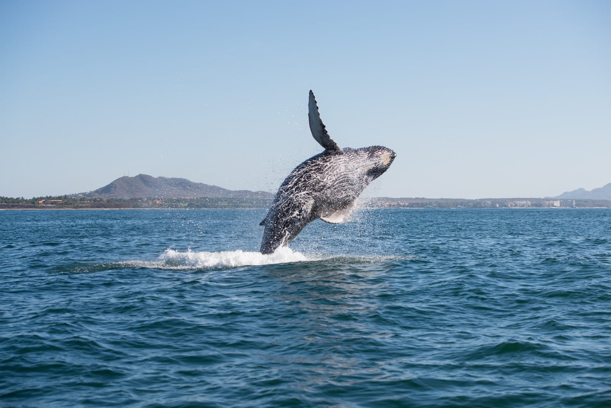 West Canada BC Tofino bultrugwalvis springt uit oceaan kust